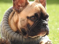 dog sweater wholesale